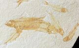 Multiple Knightia Fossil Fish Plate - x #42452-1